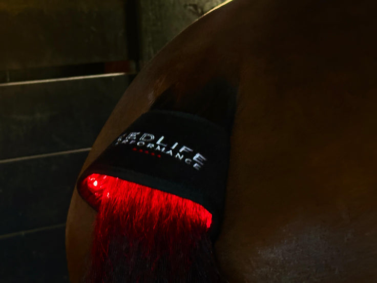 Red Light Therapy Equine Bell Boot