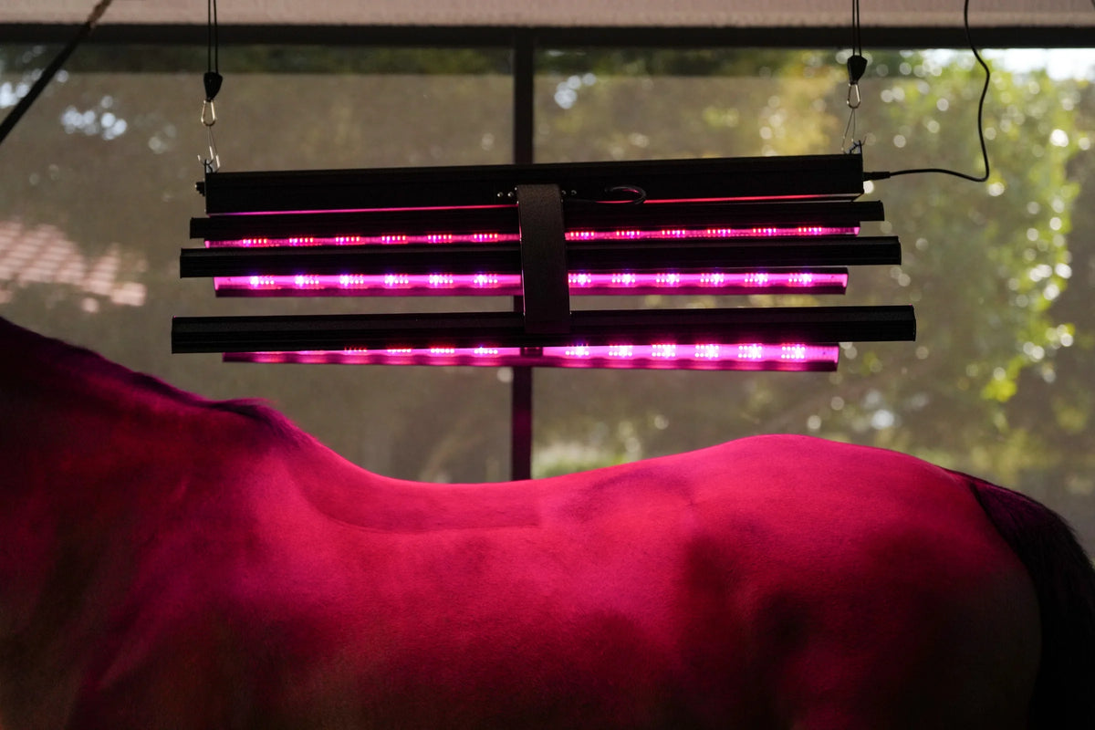 Red Light Therapy Equine Solarium