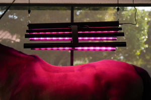 Red Light Therapy Equine Solarium
