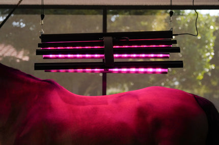 Red Light Therapy Equine Solarium