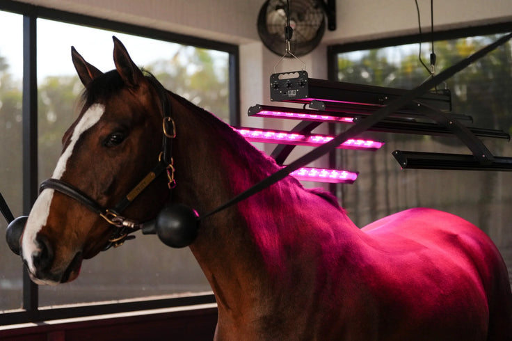 Red Light Therapy Equine Solarium