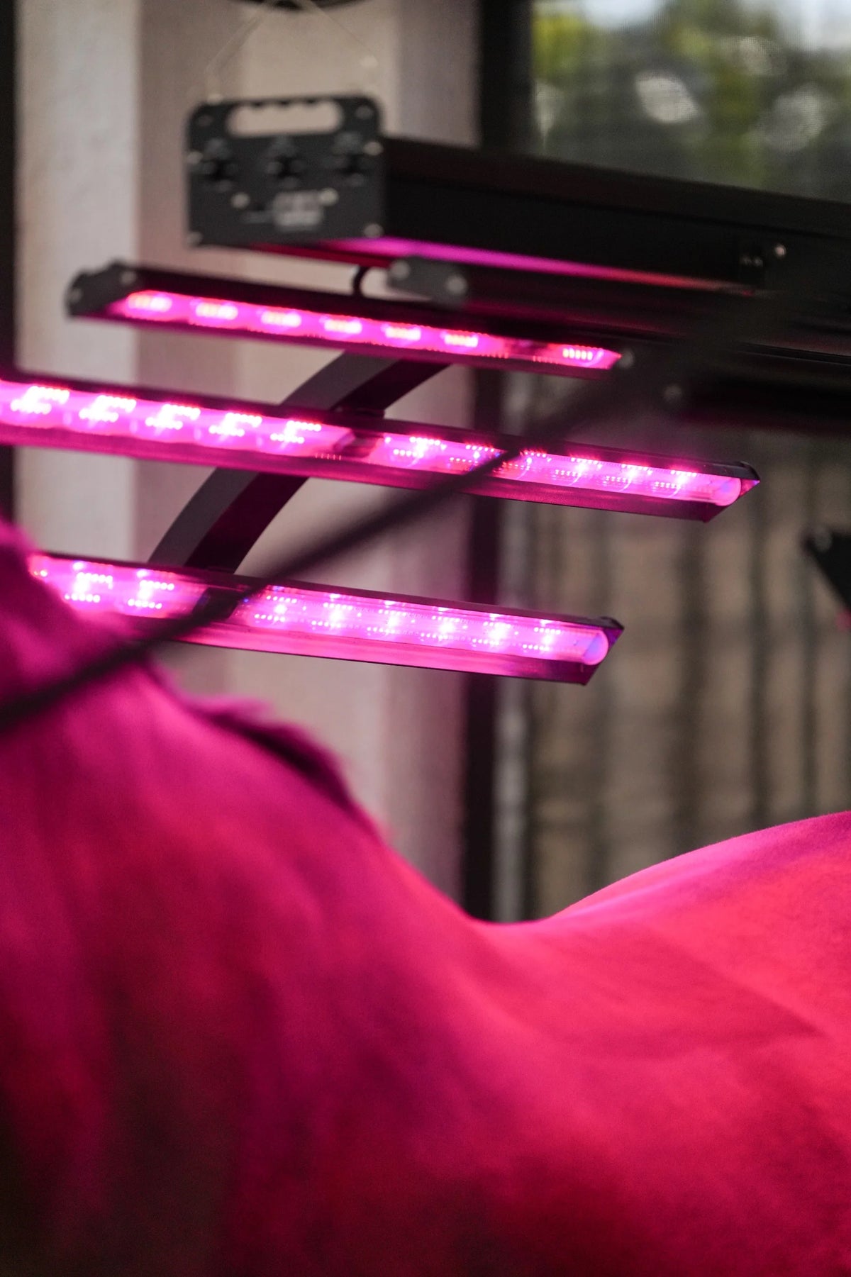 Red Light Therapy Equine Solarium