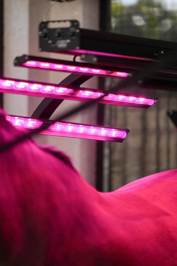Red Light Therapy Equine Solarium