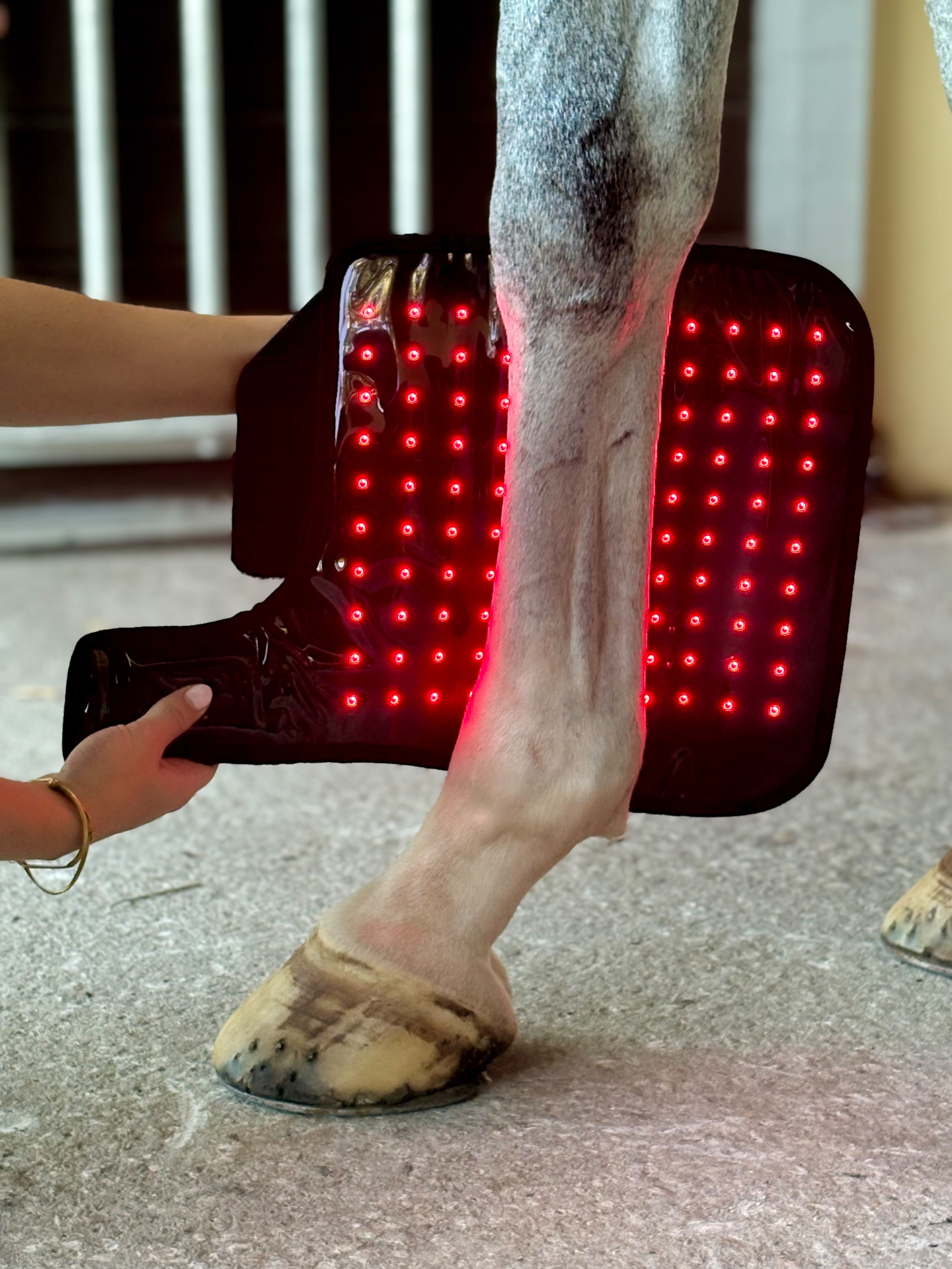 Red Light Therapy Equine Tendon Boot