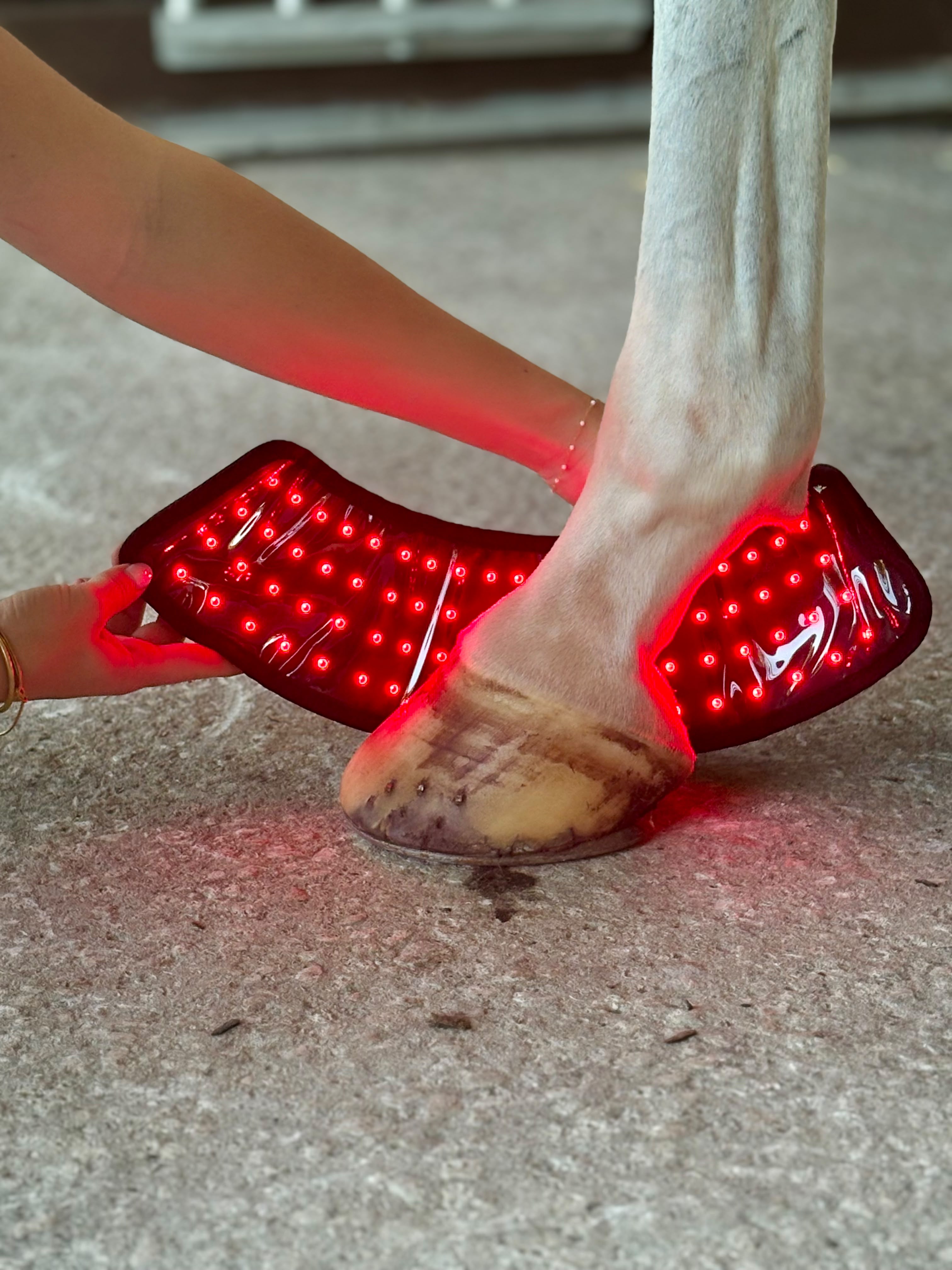 Red Light Therapy Equine Bell Boot