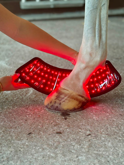 Red Light Therapy Equine Bell Boot
