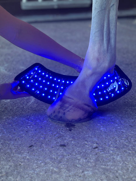 Red Light Therapy Equine Bell Boot with Blue Light