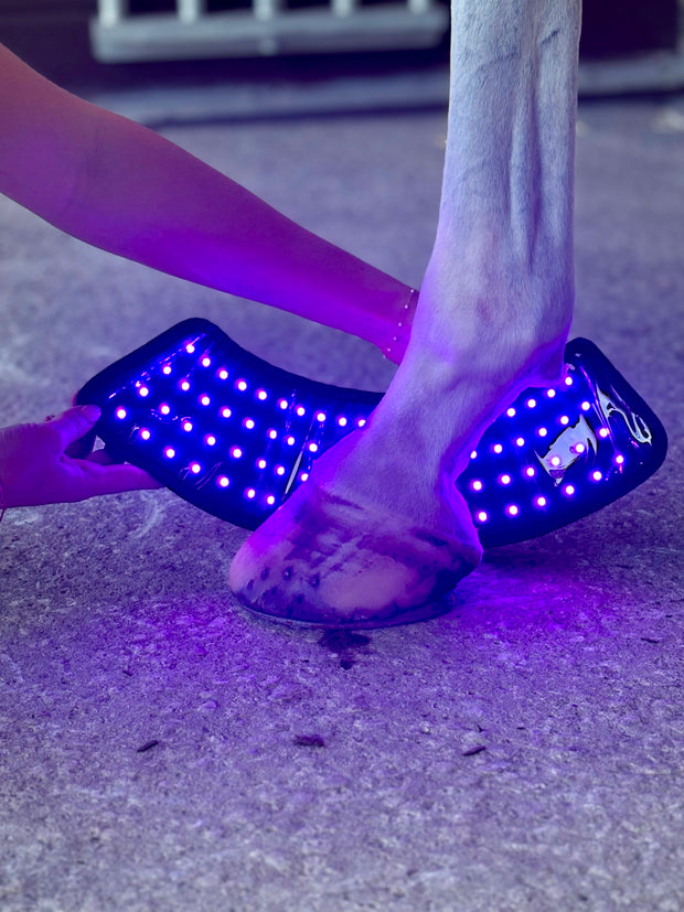 Red Light Therapy Equine Bell Boot with Blue Light