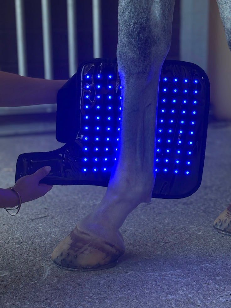 Red Light Therapy Equine Tendon Boot with Blue Light