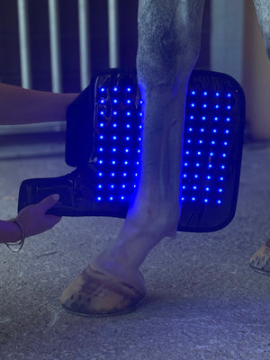 Red Light Therapy Equine Tendon Boot with Blue Light