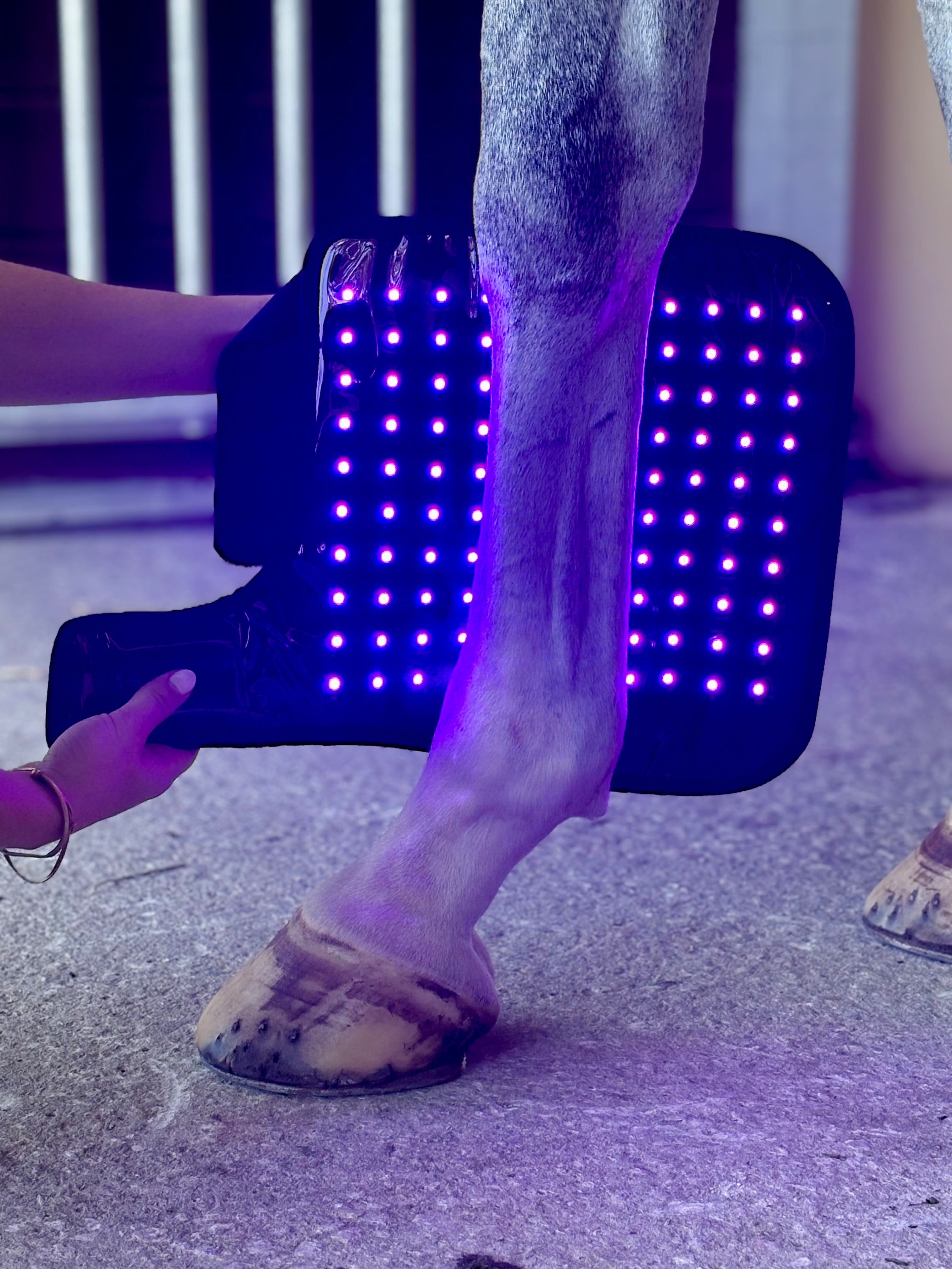 Red Light Therapy Equine Tendon Boot with Blue Light