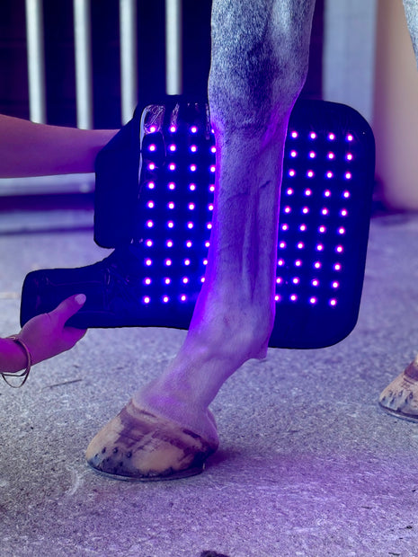 Red Light Therapy Equine Tendon Boot with Blue Light