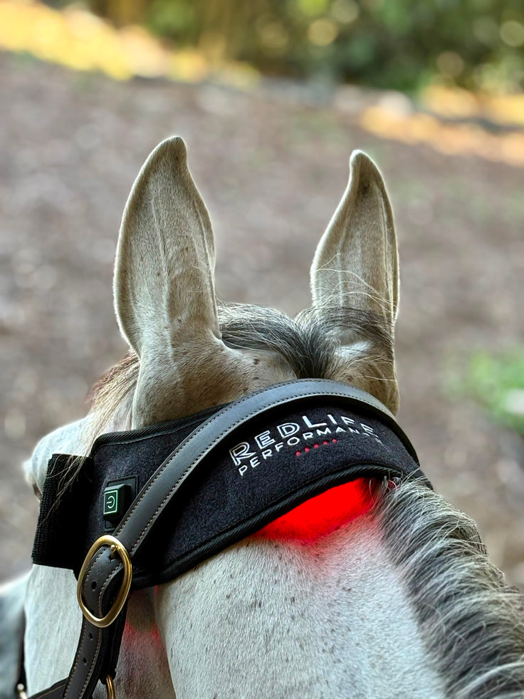 Red Light Therapy Equine Bell Boot