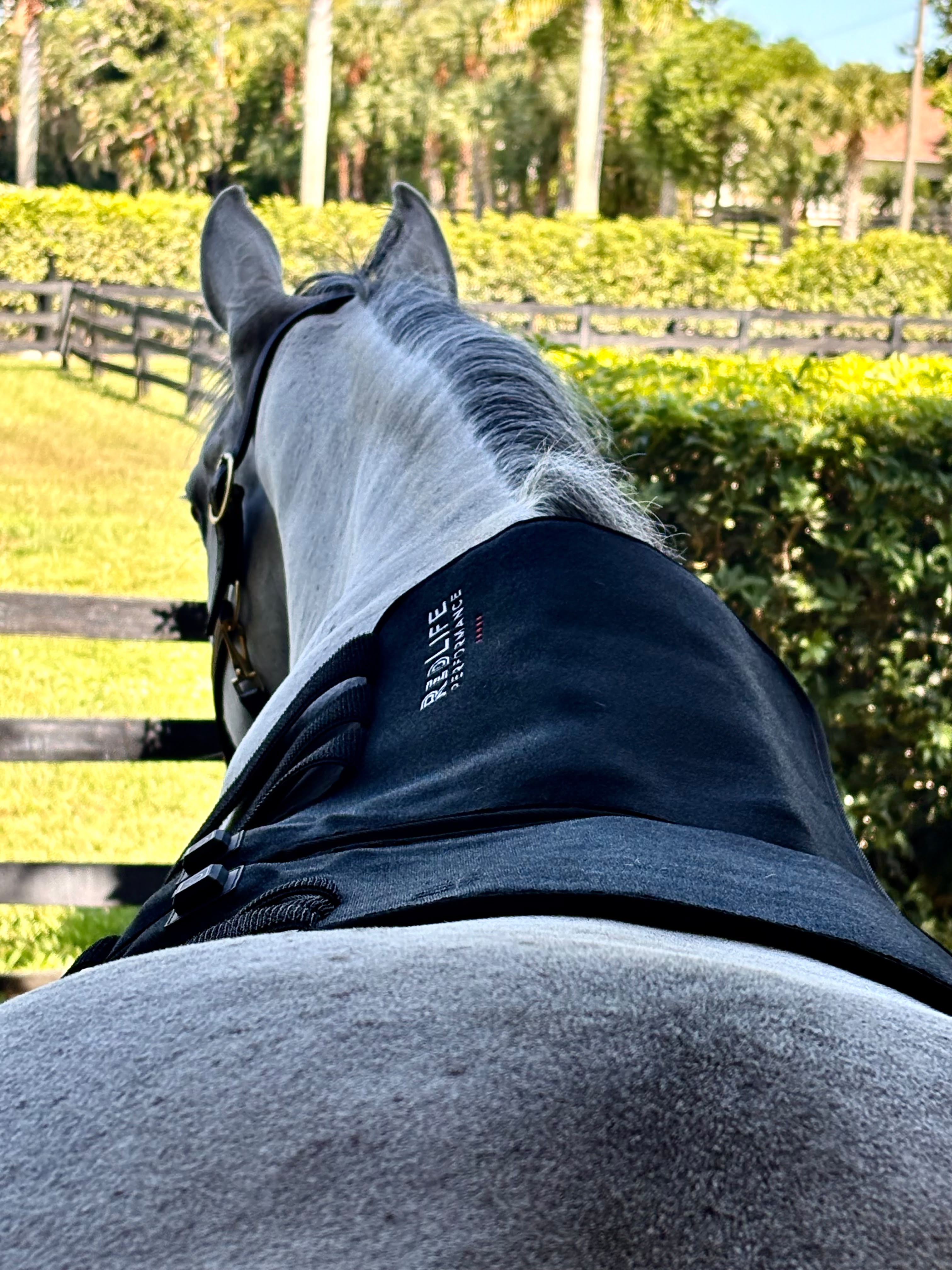 Red Light Therapy Equine Tendon Boot
