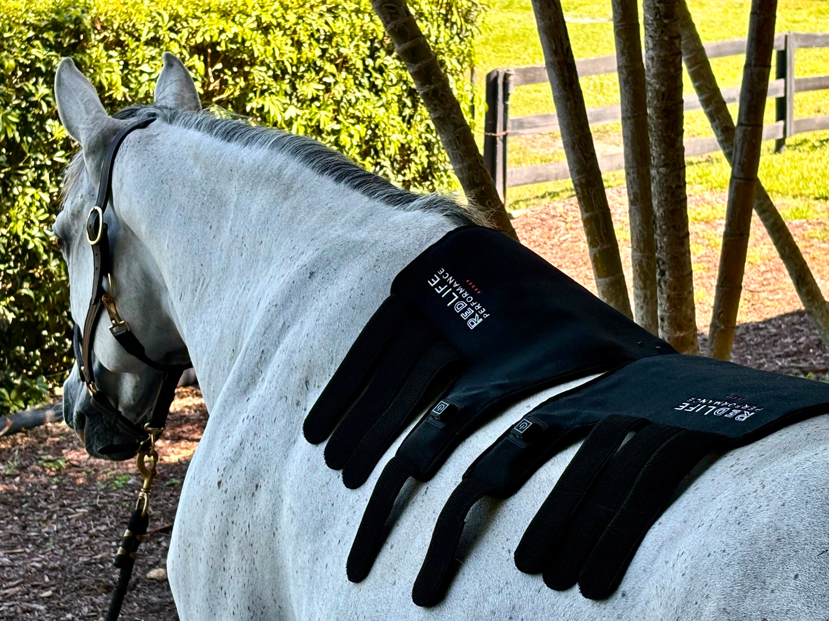 Red Light Therapy Equine Tendon Boot