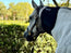 Red Light Therapy Equine Tendon Boot with Blue Light