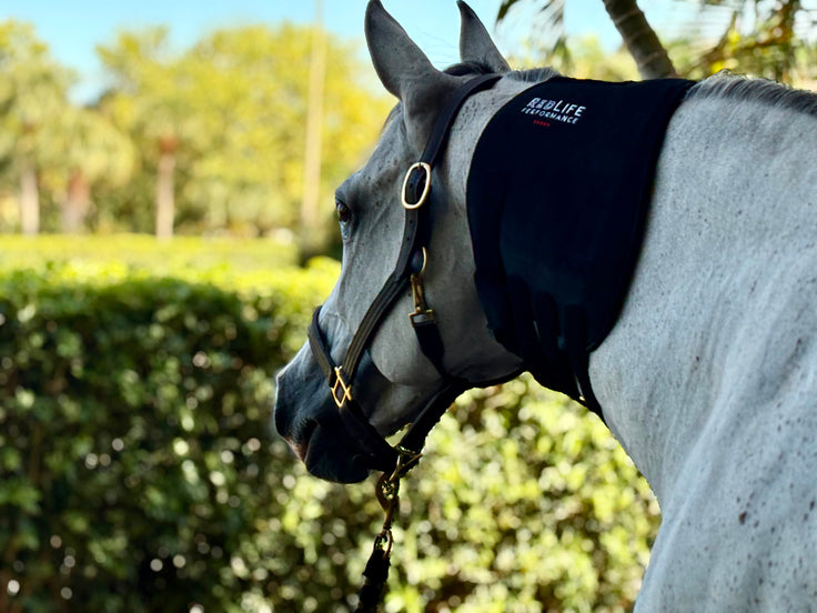 Red Light Therapy Equine Tendon Boot with Blue Light