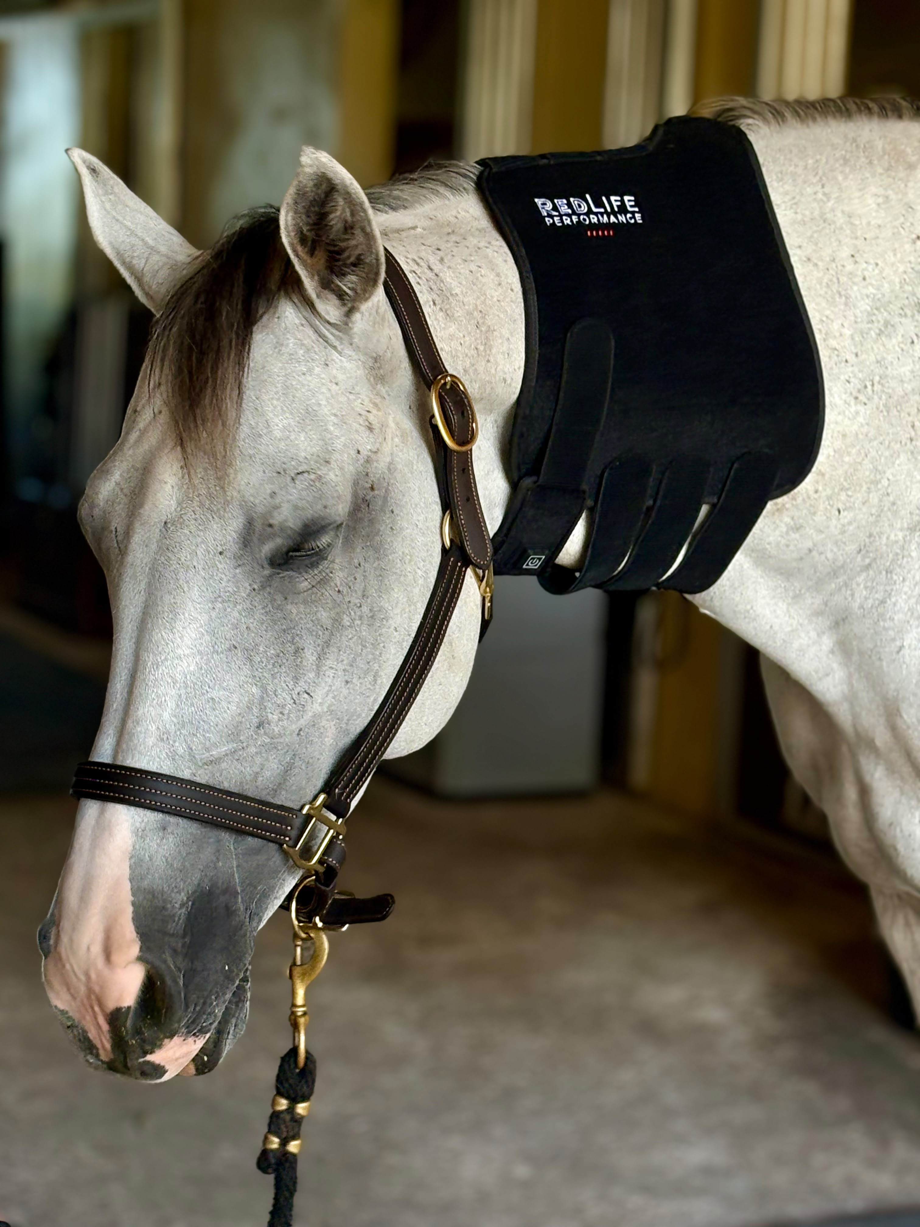 Red Light Therapy Equine Tendon Boot