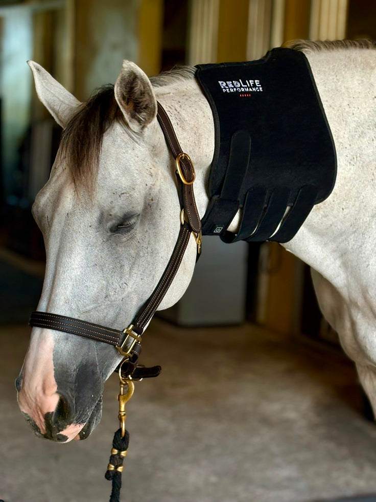 Red Light Therapy Equine Tendon Boot