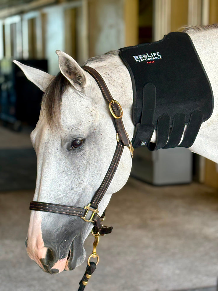 Red Light Therapy Equine Tendon Boot with Blue Light